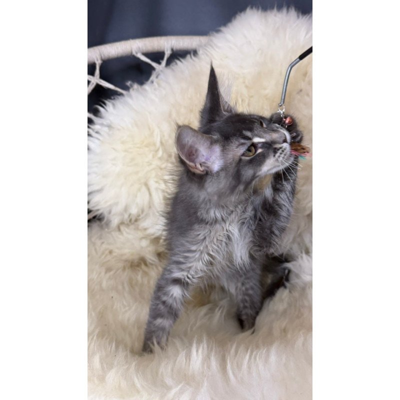 Maine Coon Quest