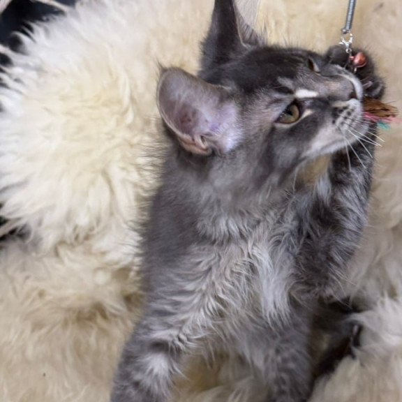 Maine Coon Quest