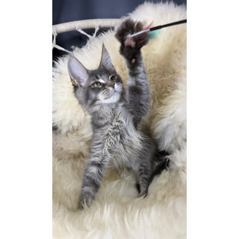 Maine Coon Quest