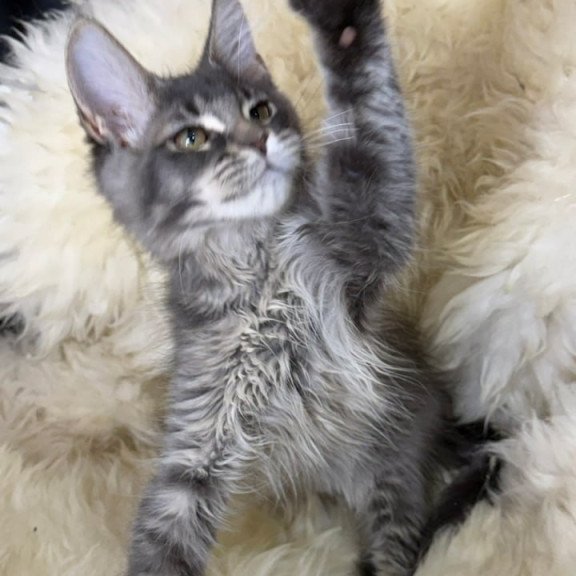 Maine Coon Quest