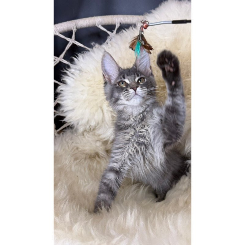 Maine Coon Quest