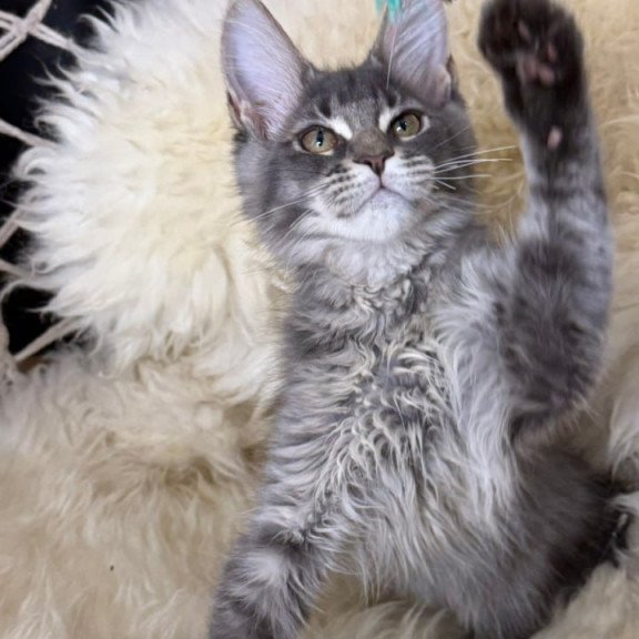 Maine Coon Quest
