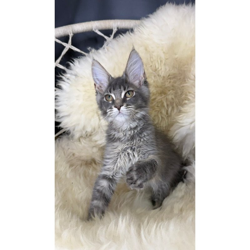 Maine Coon Quest