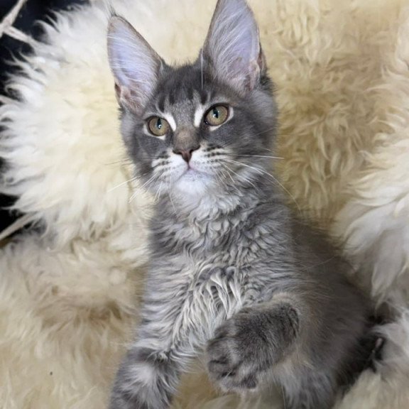 Maine Coon Quest