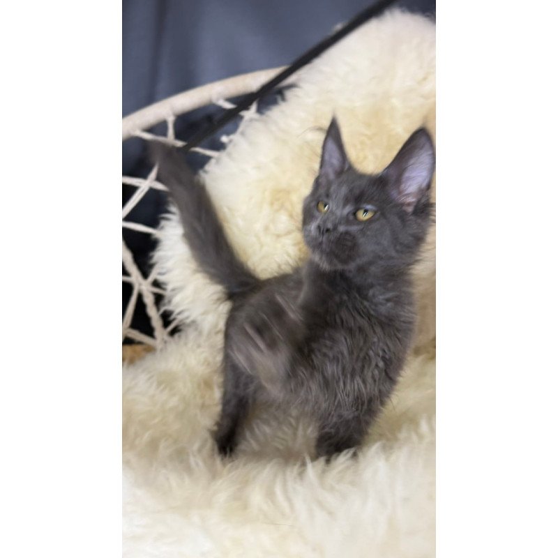 Maine Coon Quix
