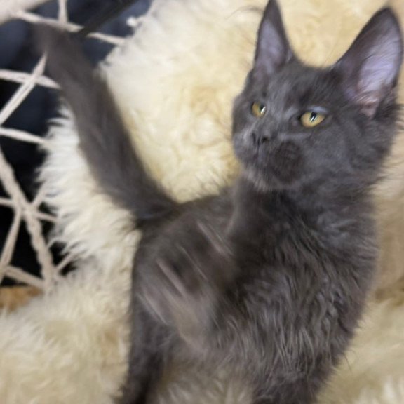 Maine Coon Quix
