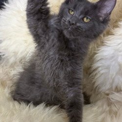 Maine Coon Quix