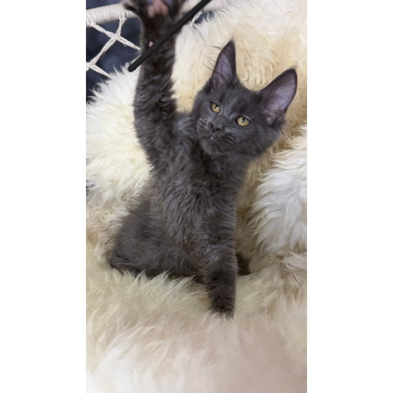 Maine Coon Quix