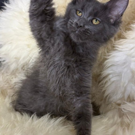Maine Coon Quix