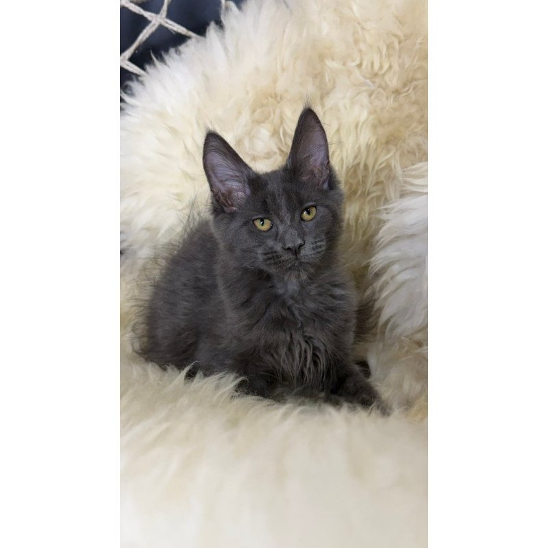 Maine Coon Quix