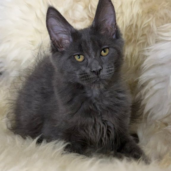 Maine Coon Quix