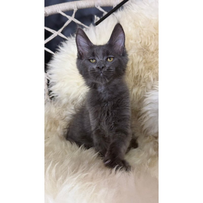 Maine Coon Quix