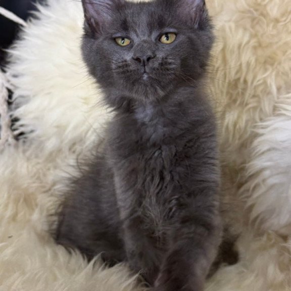 Maine Coon Quix