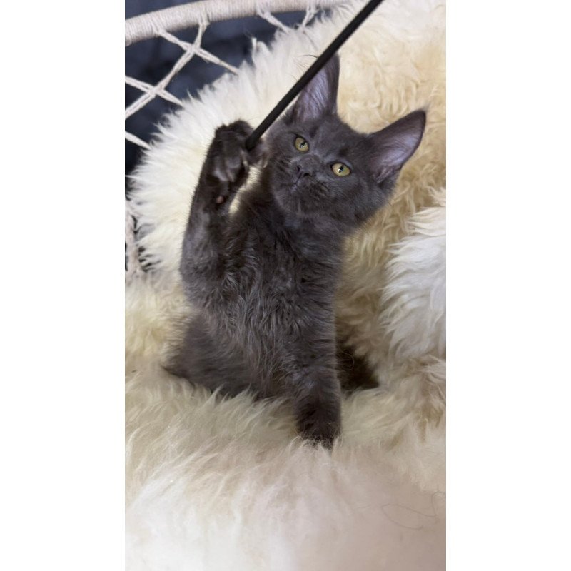 Maine Coon Quix