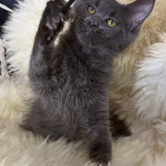 Maine Coon Quix