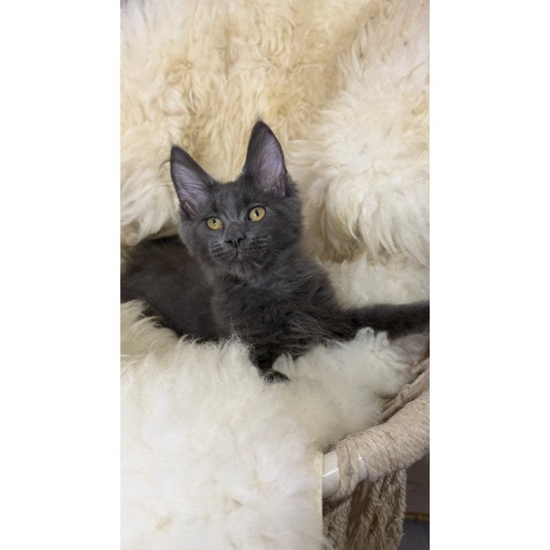 Maine Coon Quix