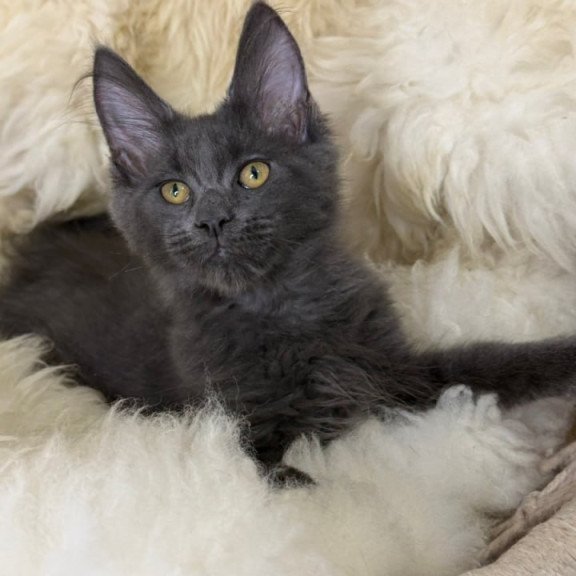 Maine Coon Quix