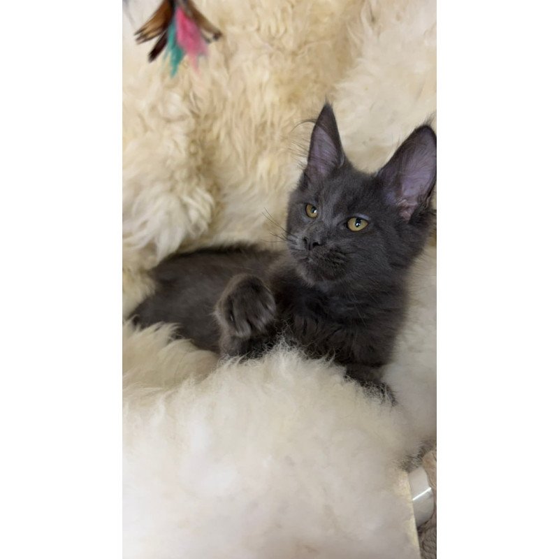 Maine Coon Quix