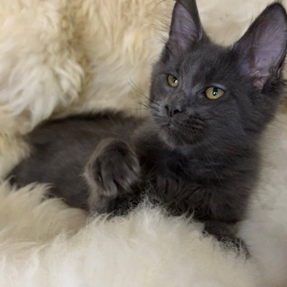 Maine Coon Quix