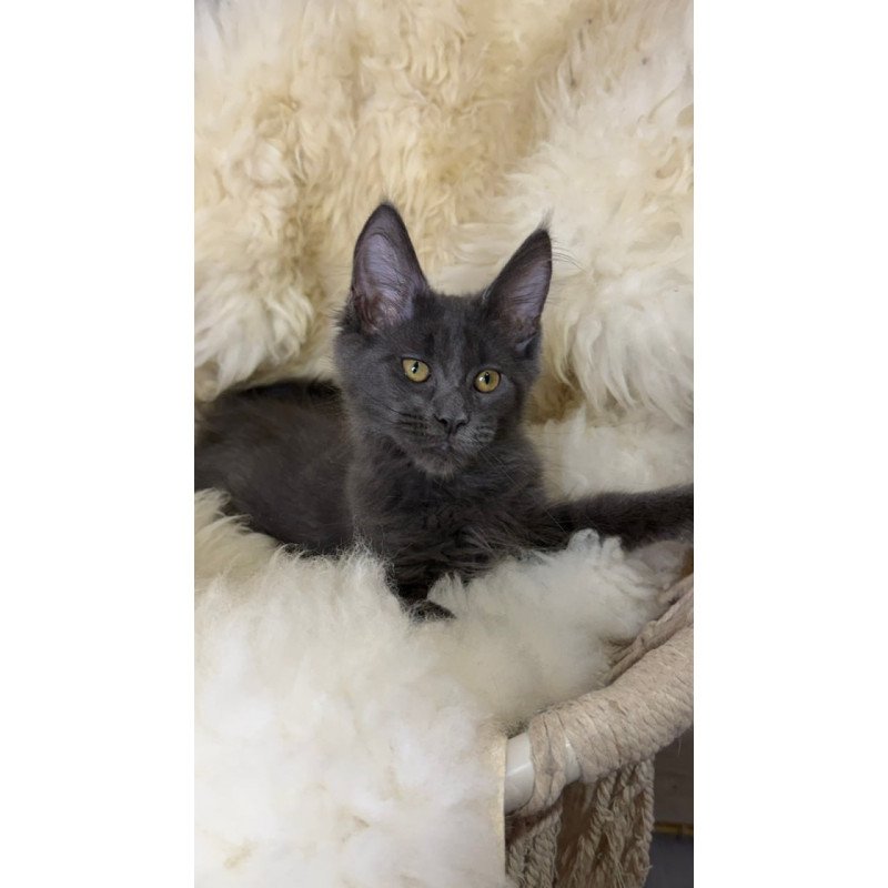 Maine Coon Quix