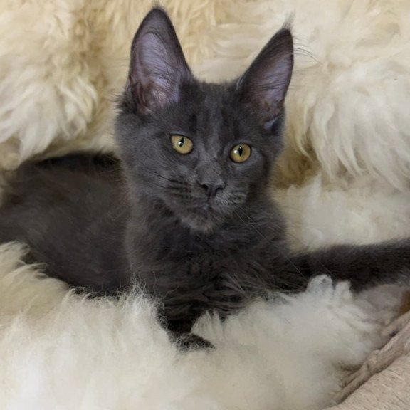Maine Coon Quix