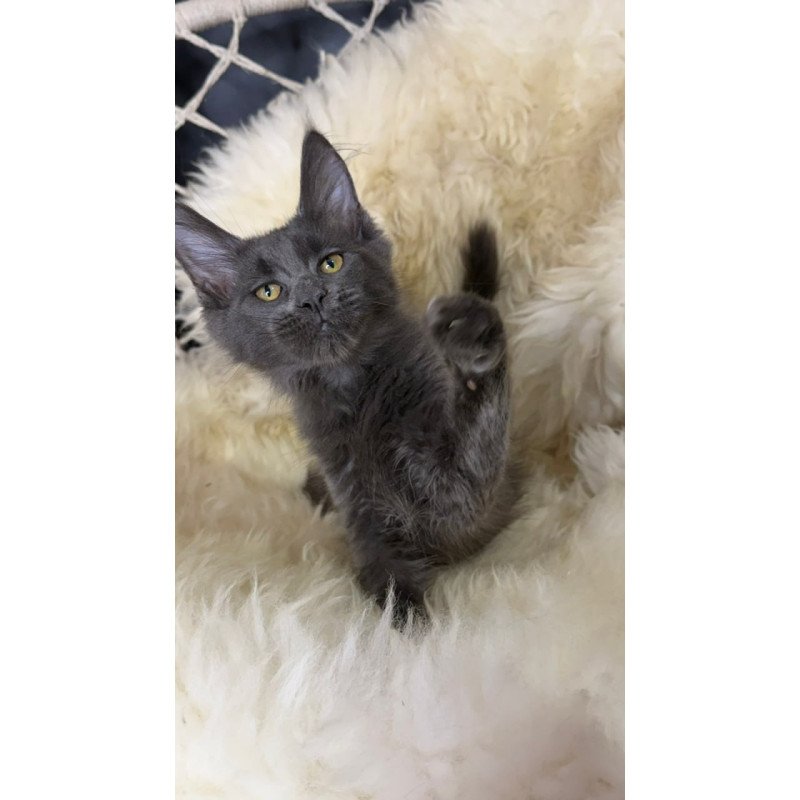 Maine Coon Quix