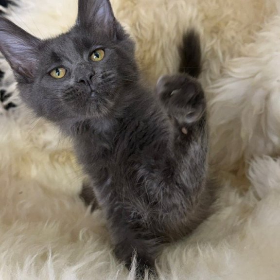 Maine Coon Quix