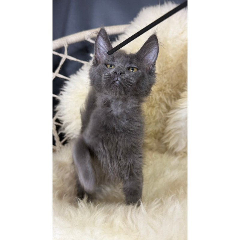 Maine Coon Quix