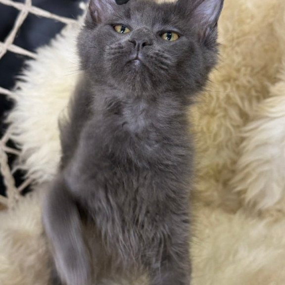 Maine Coon Quix