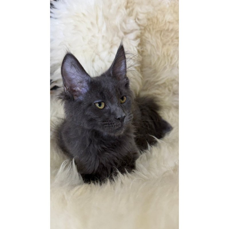 Maine Coon Quix