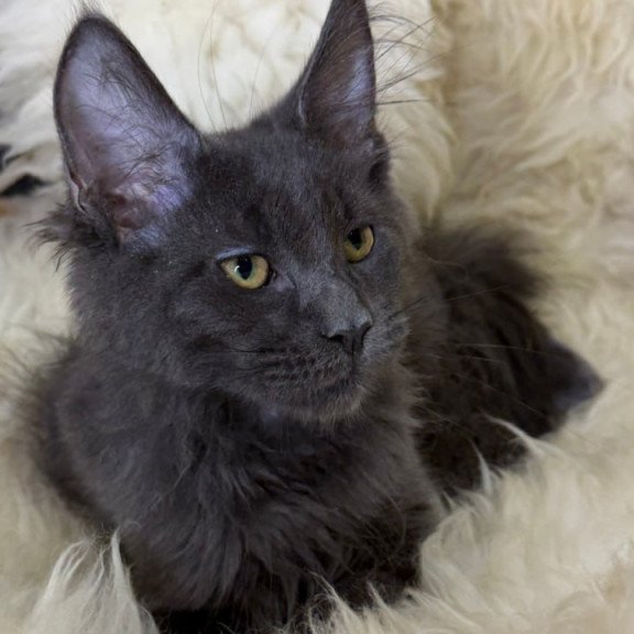 Maine Coon Quix