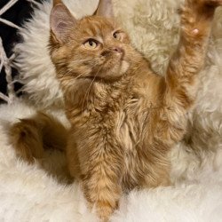 Maine Coon Foxy