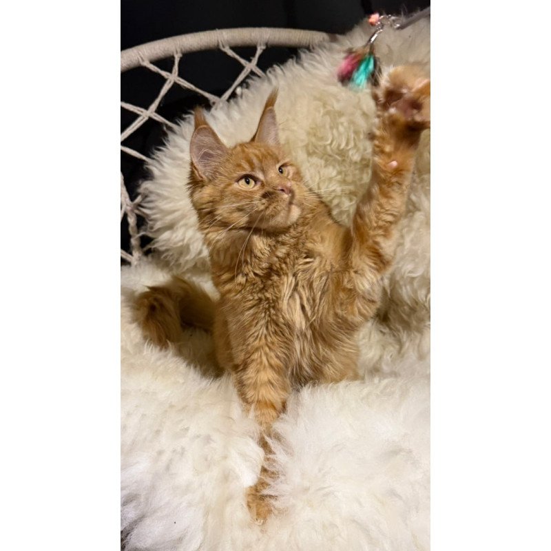 Maine Coon Foxy
