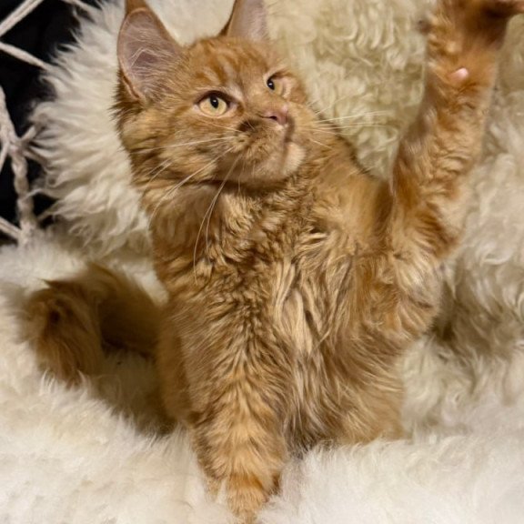 Maine Coon Foxy