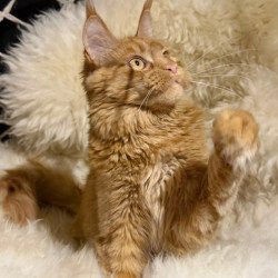 Maine Coon Foxy