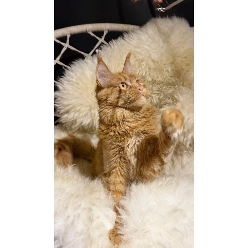 Maine Coon Foxy