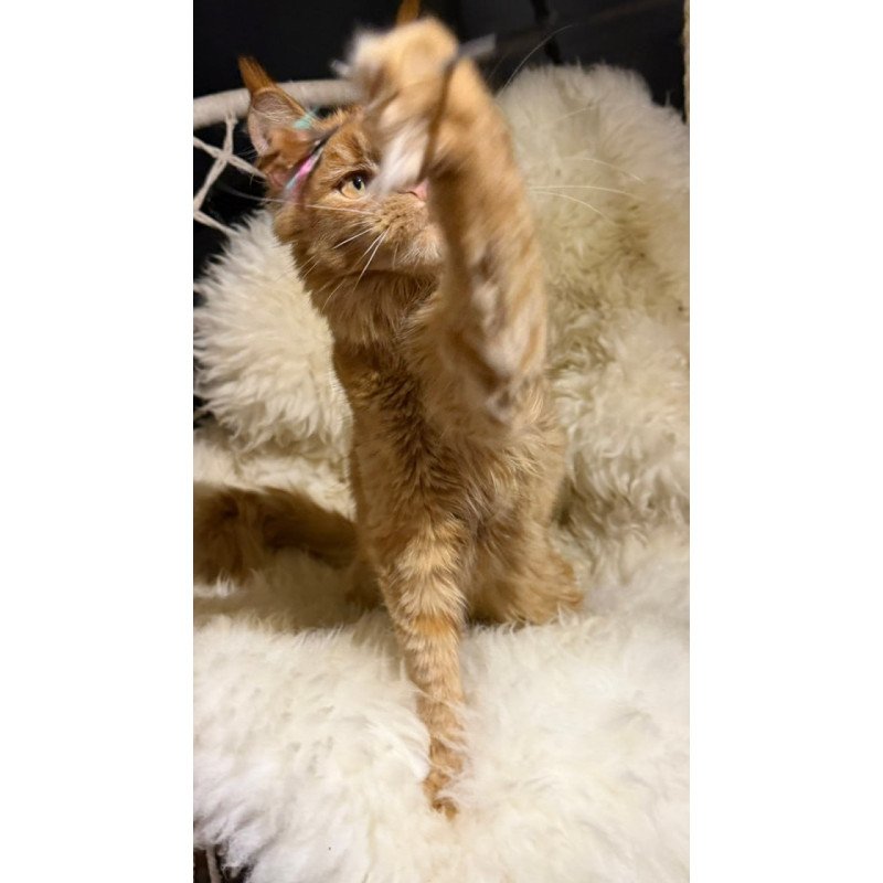 Maine Coon Foxy