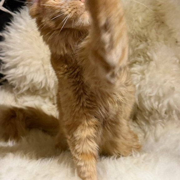 Maine Coon Foxy