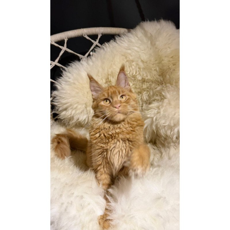 Maine Coon Foxy