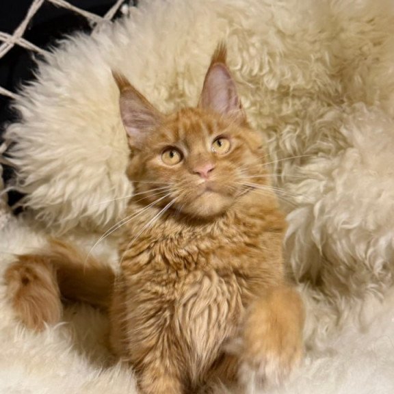 Maine Coon Foxy