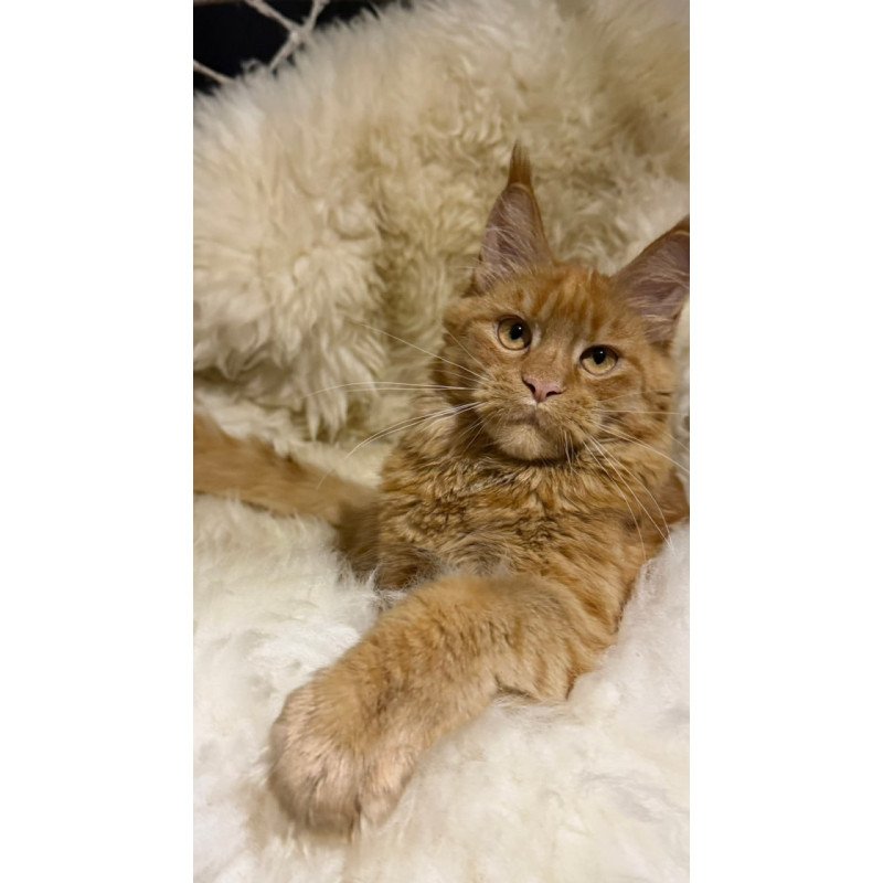 Maine Coon Foxy
