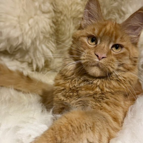Maine Coon Foxy
