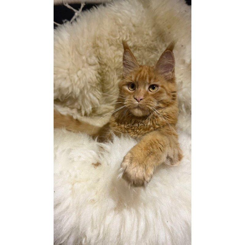 Maine Coon Foxy