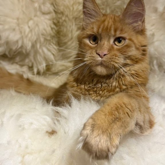Maine Coon Foxy