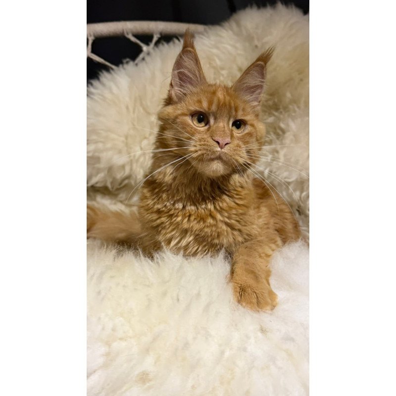 Maine Coon Foxy