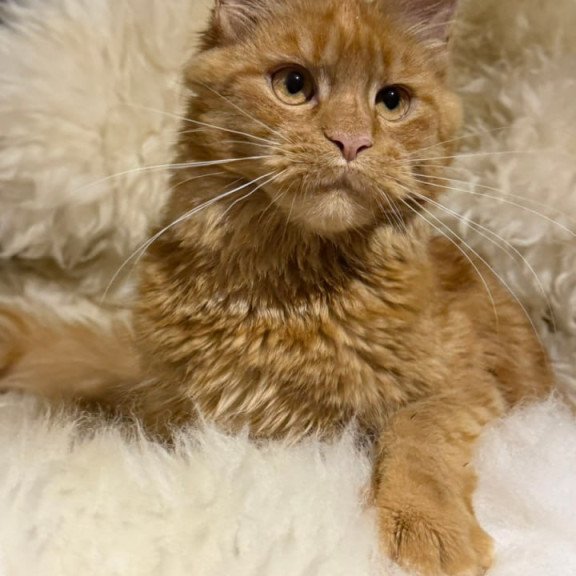 Maine Coon Foxy