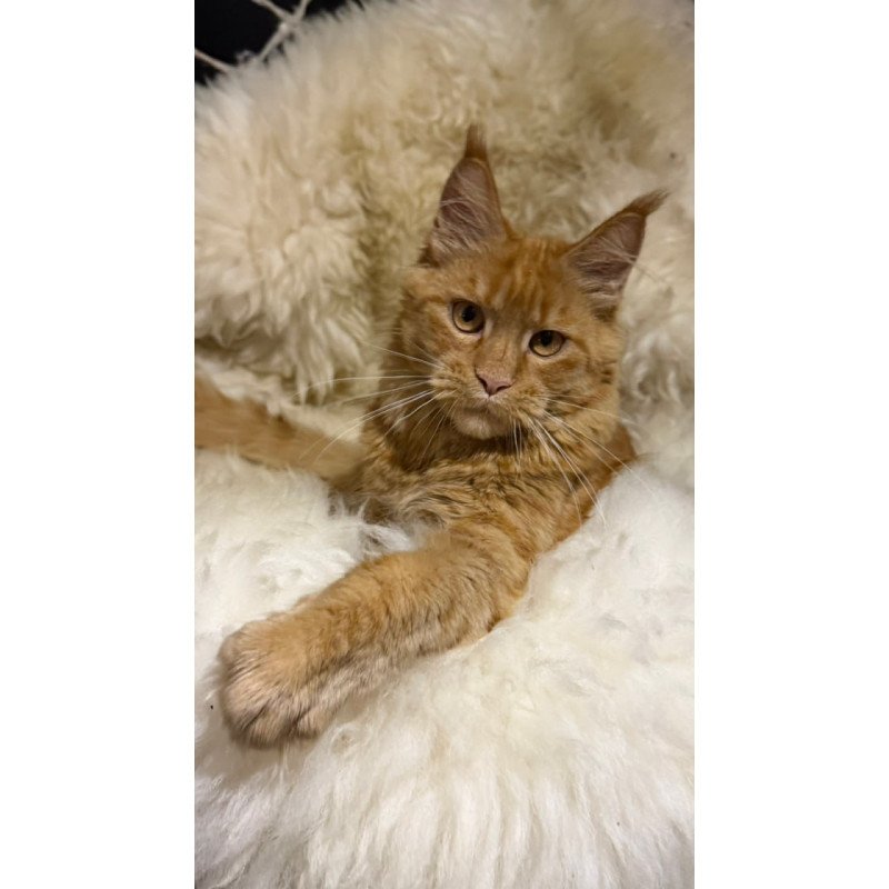 Maine Coon Foxy
