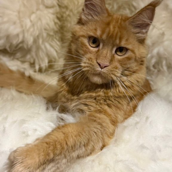 Maine Coon Foxy