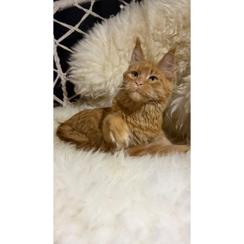 Maine Coon Foxy