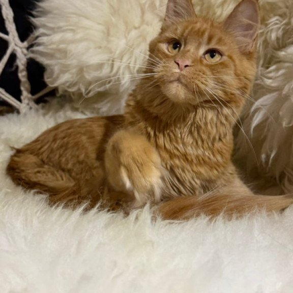 Maine Coon Foxy